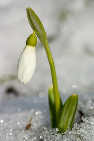 Witte sneeuwdruppel bloem — Stockfoto