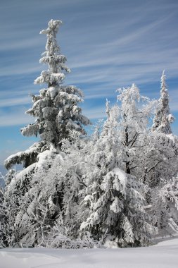 Winter trees in snow clipart