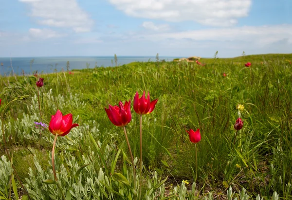 Дикие тюльпаны на берегу моря — стоковое фото