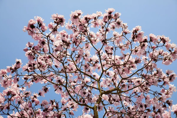 Bloeiende magnolia branch — Stockfoto