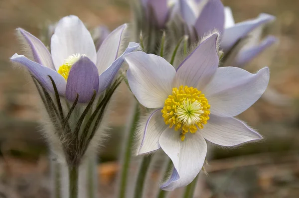 Pasque flower — Stock Photo, Image
