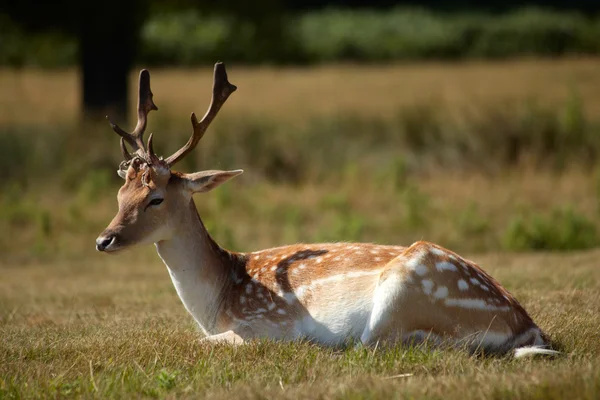 牧草地でリラックス若い鹿 — ストック写真