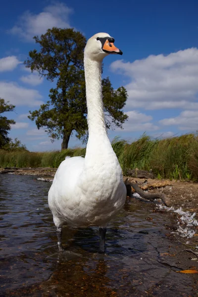 Grande cisne mudo de pé em uma água — Fotografia de Stock