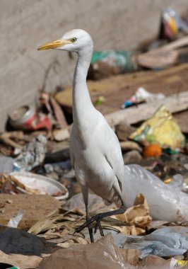 Egypt egret bird on sity dump clipart