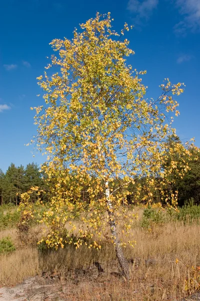 Береза с желтыми листьями — стоковое фото