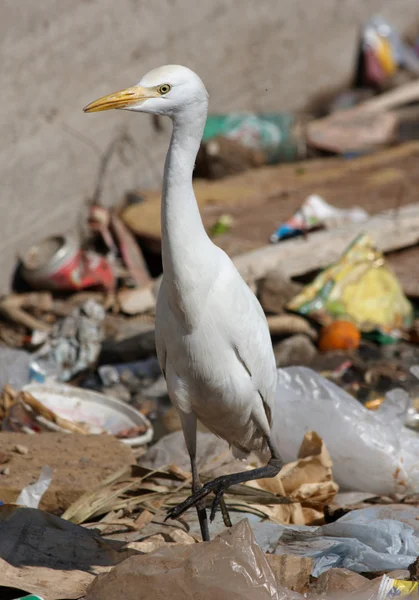 Egypten egret fågel på mångfald dump — Stockfoto