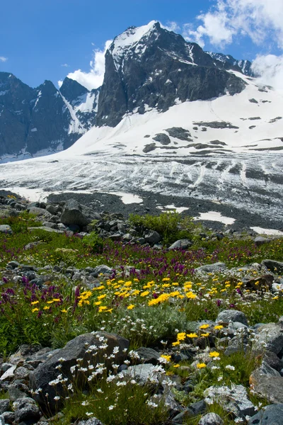 Flowers and mountains peak — Stock Photo, Image