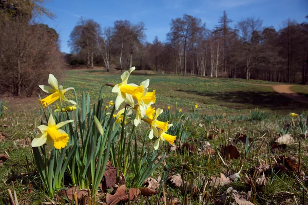 Daffodils flowering in england forest — Stock Photo, Image