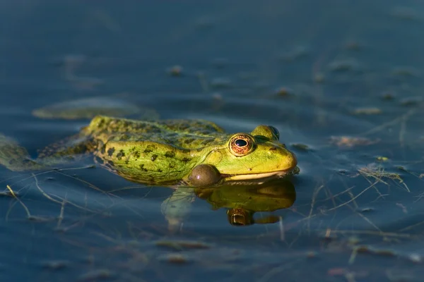 Frog swimming in a pond — Stock Photo, Image