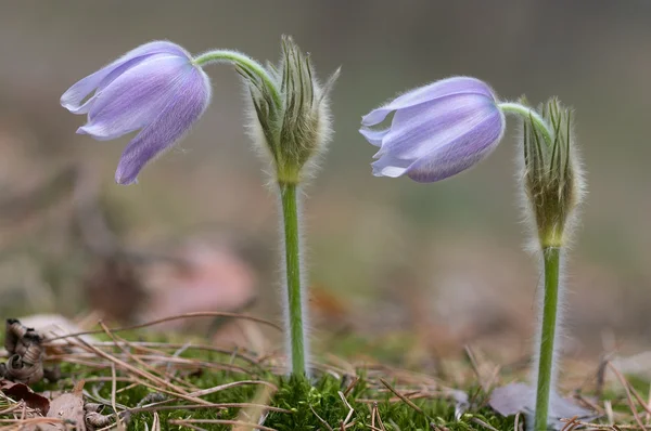 Two pasque flower — Stock Photo, Image