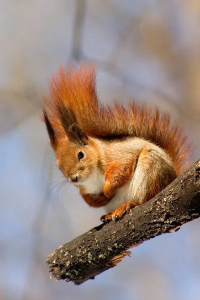 Esquilo vermelho no ramo — Fotografia de Stock