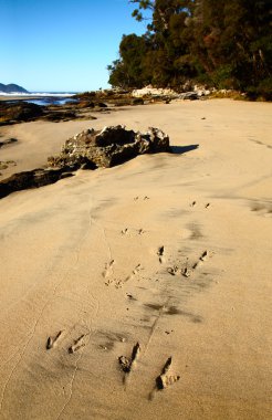 Wallaby footprint at sand clipart