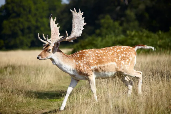 牧草地にぶちの鹿。 — ストック写真
