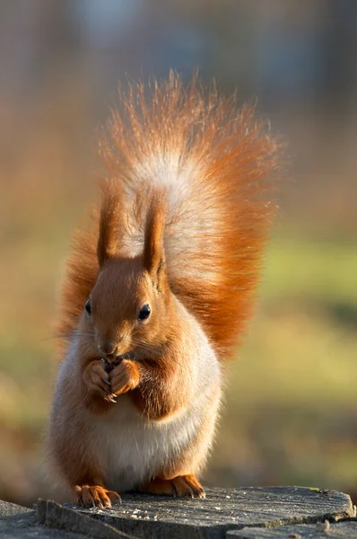 Esquilo vermelho comendo — Fotografia de Stock