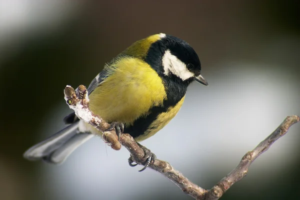 Tomtit uccello — Foto Stock