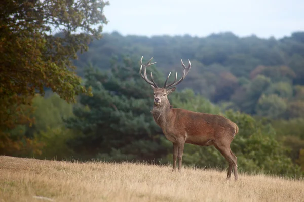 Královský jelen na okraji lesa — Stock fotografie