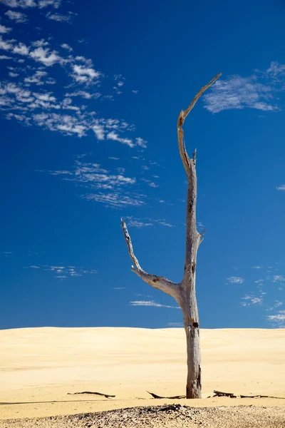 Alone dead tree in sand — Stockfoto