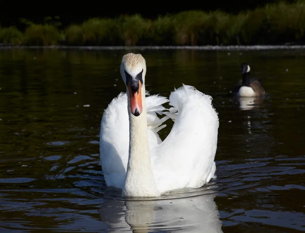 Cisne mudo em um lago — Fotografia de Stock