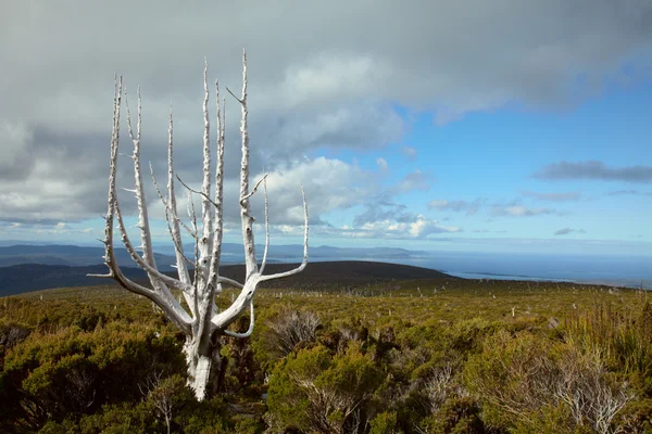 Zmarłe drzewo w górach Tasmanii — Zdjęcie stockowe