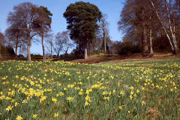 Flowering daffodil meadow — Stock Photo, Image