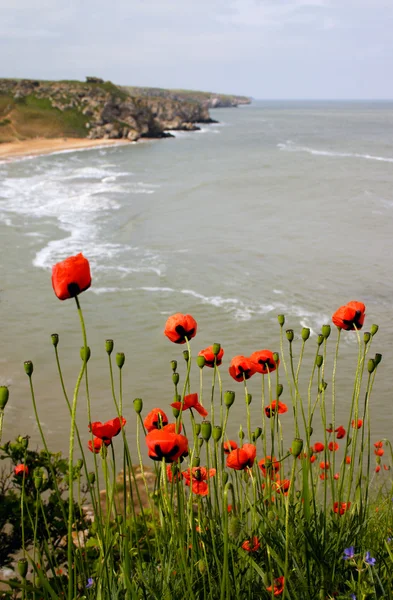 stock image Wild poppy flower