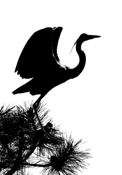 鹭鸟 — 图库照片