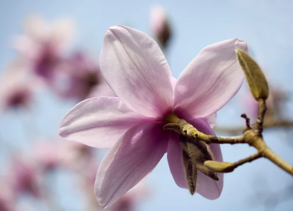 Bloeiende roze Magnoliaboom — Stockfoto