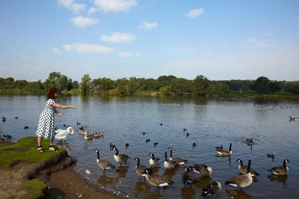 stock image Woman feeding birds in the lake