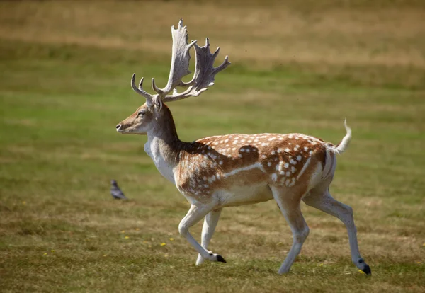 Schöner sika Hirsch läuft auf einer Wiese — Stockfoto
