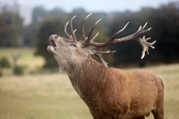 Roaring red deer — Stock Photo, Image
