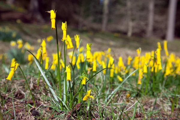 Flowering wild daffodil — Stock Photo, Image