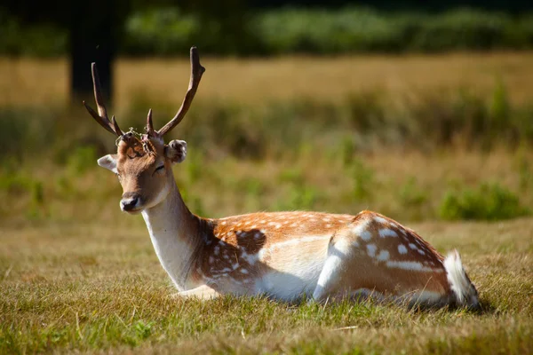 Japanese deer sleepeng on a meadow — Stock Photo, Image