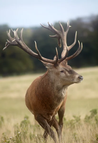 Royal stag — Stock Photo, Image