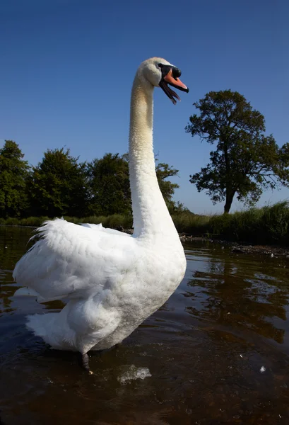 Cisne de pé em uma água e assobiar — Fotografia de Stock