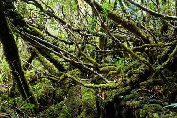 stock image Tempered rainforest in Tasmania