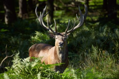 Red deer in a forest clipart