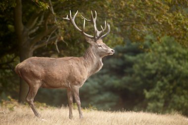 Red deer in a forest clipart