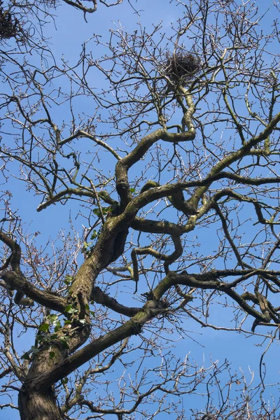 stock image Tree branches on a background of sky