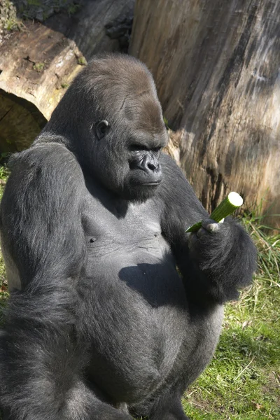 Gorila considerando un pepino — Foto de Stock