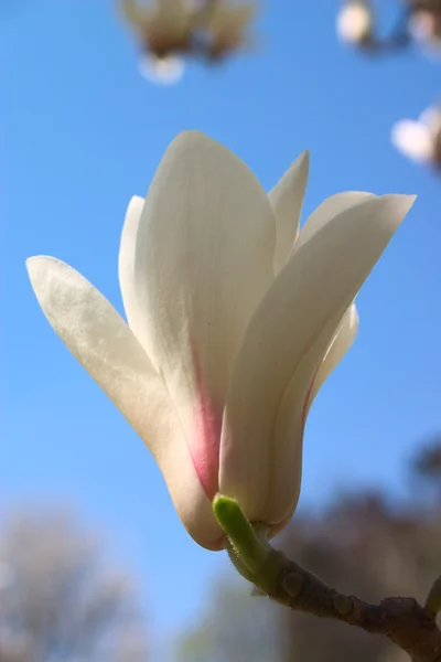 Çiçek açan Manolya — Stok fotoğraf