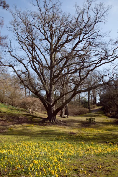 林间空地与开花 daffodi — 图库照片