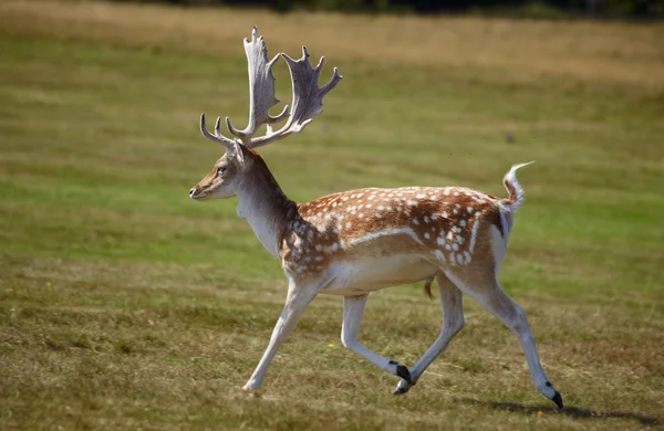 Löpande brokig hjort — Stockfoto
