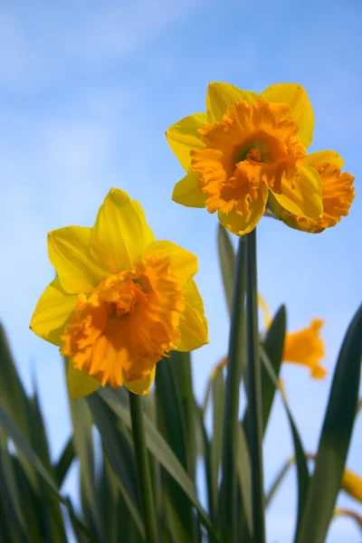 Flores de narciso — Foto de Stock