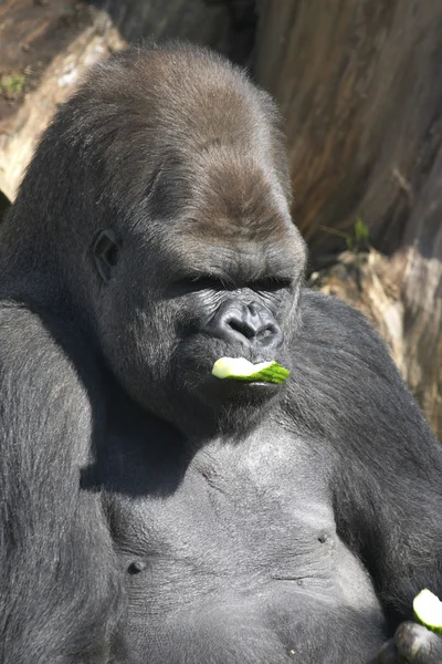 Hombre gorila comiendo un pepino — Foto de Stock
