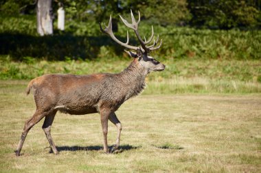 Red deer on a meadow clipart