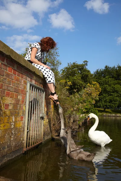 Mujer alimentando cisnes mudos en un lago — Foto de Stock
