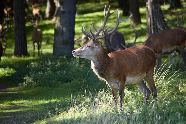Herd of red deers — Stock Photo, Image