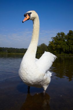 büyük erkek mute swan