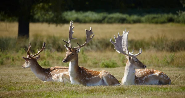 Dappled deers relaxing on a sun — Stock Photo, Image