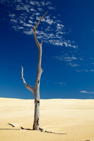 Alone dead tree in sand — Stock Photo, Image